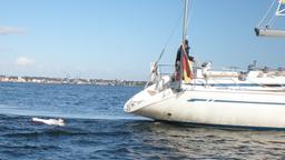 Mona Klare schwimmt im Wasser