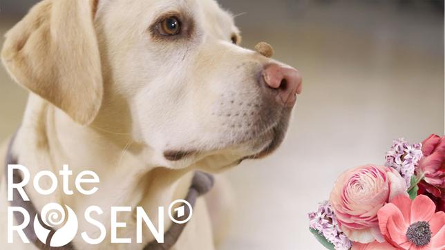 Das große "Rote Rosen"-Hundecasting