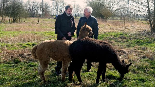 Bild: ARD/Nicole Manthey Um ihn von seinen Plänen abzubringen, überredet Thomas (Gerry Hungbauer) Gunter (Hermann Toelcke) zu einer Wanderung durch die schöne Heimat. Da steht plötzlich ein leibhaftiges Alpaka vor ihnen ...