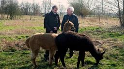 Um ihn von seinen Plänen abzubringen, überredet Thomas (Gerry Hungbauer) Gunter (Hermann Toelcke) zu einer Wanderung durch die schöne Heimat. Da steht plötzlich ein leibhaftiges Alpaka vor ihnen ...