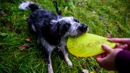 Sturm der Liebe Backstage Making-of Dreharbeiten Hündin Hund Jeannine Wacker Alexander Milz