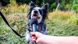 Sturm der Liebe Backstage Making-of Dreharbeiten Hündin Hund Jeannine Wacker Alexander Milz