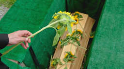 Paul (Sandro Kirtzel) wirft eine Sonnenblume – Romys Lieblingsblume – in das Grab seiner verstorbenen Frau.