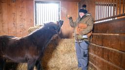 Bela (Franz-Xaver Zeller) gibt dem Pony arglos eine Leberkässemmel zu fressen.
