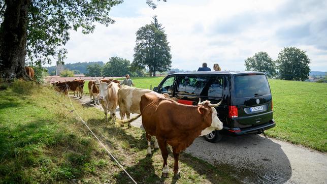 Die Hochzeitsgäste (Tanja Lanäus, Dieter Bach, Arne Löber) können ihre Fahrt zur Trauung nicht fortsetzen, da ihnen Kühe den Weg versperren.