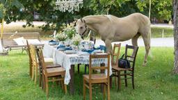 Hochzeit: Während das Brautpaar und die Gäste noch ihren Aperitif genießen, macht sich Taifun bereits über das Hochzeitsessen her.