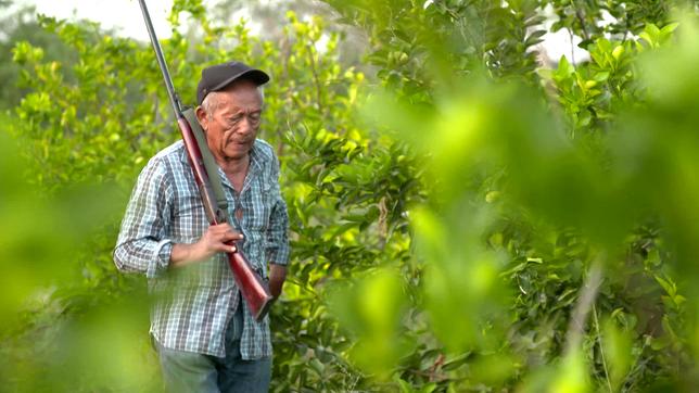 Mexiko: Ein Limettenkrimi hält Mexiko in Atem, Bauern kämpfen gegen Diebe