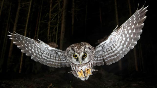 Bild: SWR/Tom Horak „Die Nacht erwacht! Über Leben im Wald“ zeigt das Leben der nachtaktiven Gelbhalsmaus und ihrem Gegenspieler, dem Raufußkauz (Bild), von der längsten bis zur kürzesten Nacht eines Jahres.