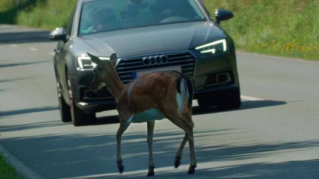 Bild: WDR/Längengrad Filmproduktion Hirsche, Rehe und Wildschweine springen vor Autos, Kröten wandern über den Asphalt und Insekten kleben auf Windschutzscheiben. Viele Tierarten kreuzen auf ihren Wanderungen unsere Straßen. Häufig sterben Tiere bei diesen Wildunfällen, aber auch tausende Menschen werden dabei verletzt und bis zu zwanzig Autofahrer sterben jedes Jahr allein in Deutschland durch Wildunfälle. - Eine Damhirschkuh kreuzt die Straße.
