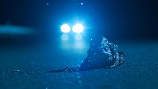 Bild: WDR/Längengrad Filmproduktion Hirsche, Rehe und Wildschweine springen vor Autos, Kröten wandern über den Asphalt und Insekten kleben auf Windschutzscheiben. Viele Tierarten kreuzen auf ihren Wanderungen unsere Straßen. Häufig sterben Tiere bei diesen Wildunfällen, aber auch tausende Menschen werden dabei verletzt und bis zu zwanzig Autofahrer sterben jedes Jahr allein in Deutschland durch Wildunfälle. - Bei der Krotenwanderung sterben viele Tiere auf den Straßen.