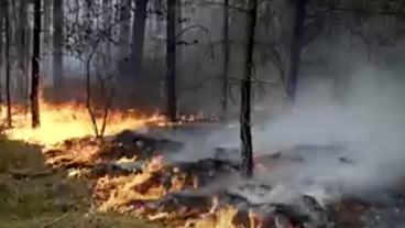 Wald brennt